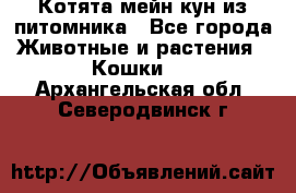 Котята мейн-кун из питомника - Все города Животные и растения » Кошки   . Архангельская обл.,Северодвинск г.